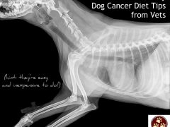 Three Dog Cancer Diet Tips from Vets easy dog cancer diet tips