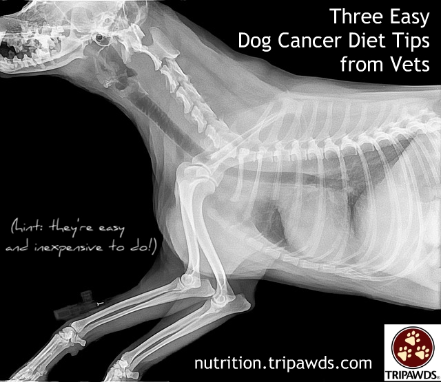 easy dog cancer diet tips