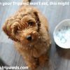 The Scoop on Entyce, a Dog and Cat Appetite Stimulant dog and cat appetite stimulant