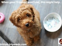 The Scoop on Entyce, a Dog and Cat Appetite Stimulant dog and cat appetite stimulant