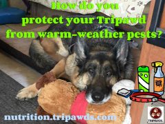 Favorite Flea and Tick Remedies for Our Tripawds favorite flea and tick products