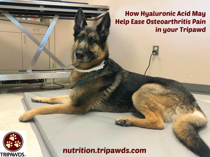 hyaluronic pet supplements
