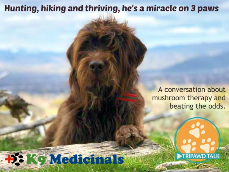 Canine osteosarcoma survivor medicinal mushroom therapy