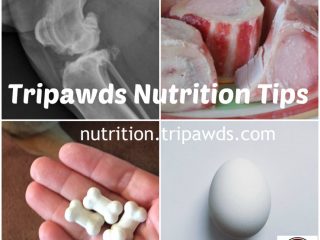 Best Tripawd Nutrition Tips