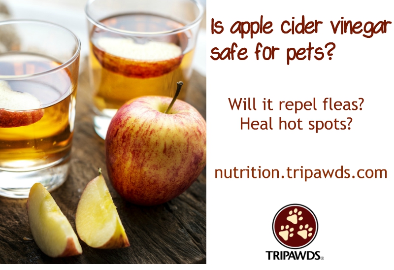 apple cider vinegar pets health problems