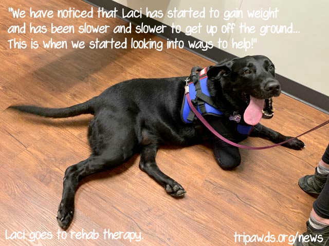 Laci shares Tripawd weight loss