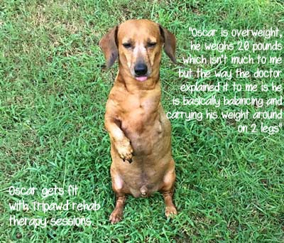 Tripawd Dachshund weight loss