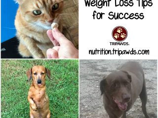Tripawd Weight Loss Tips