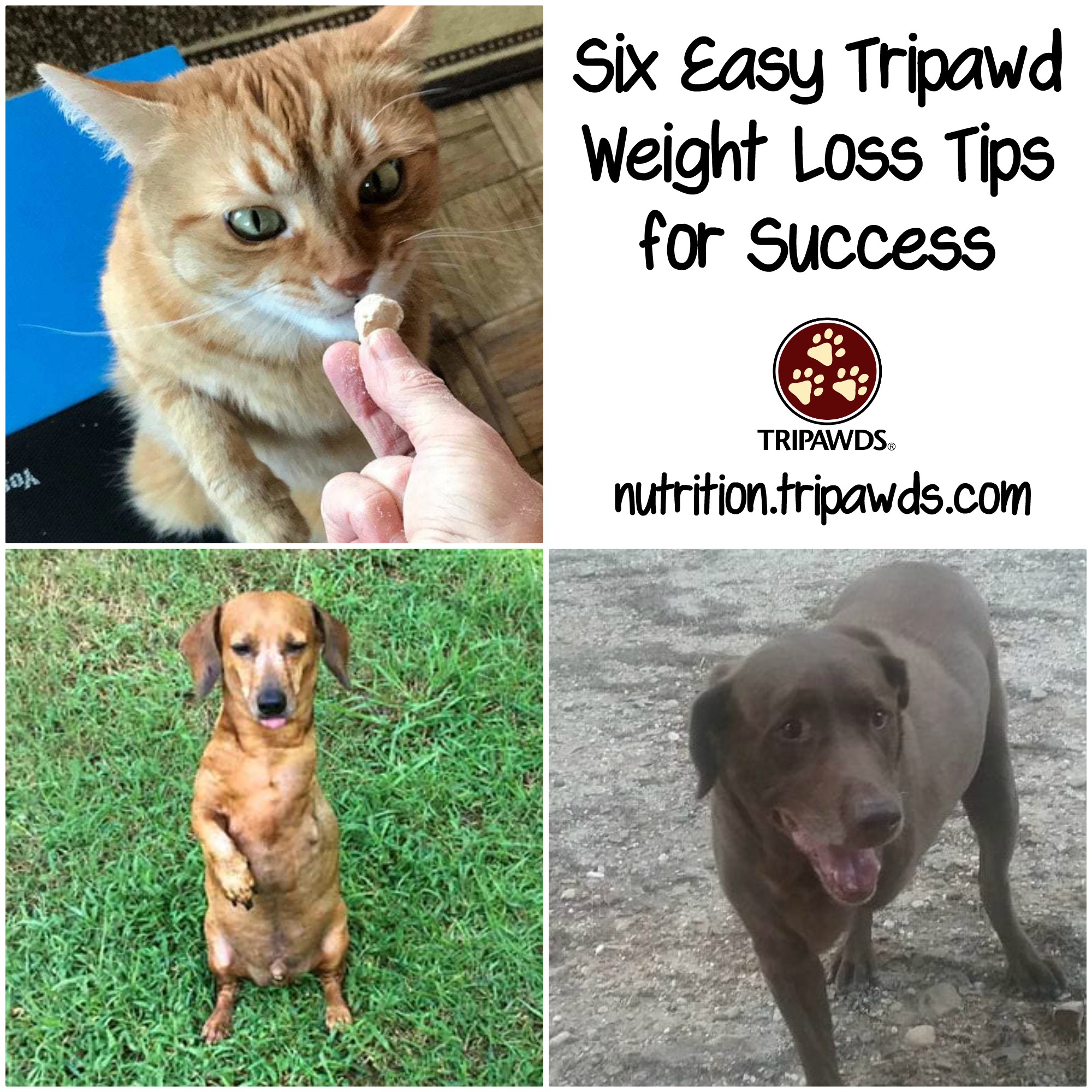 Tripawd Weight Loss Tips