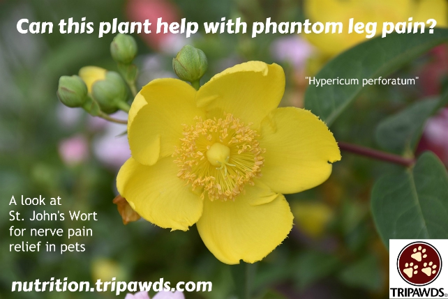 help phantom pain in Tripawds