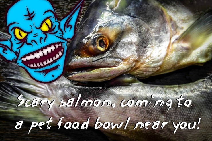 decomposed salmon in pet food