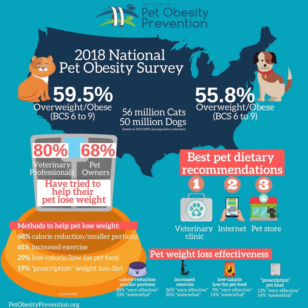 pet obesity survey results