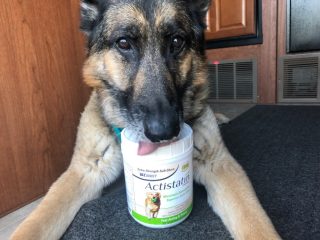 Actistatin joint support for dogs