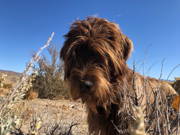 Canine bone cancer survivor Boone Thompson