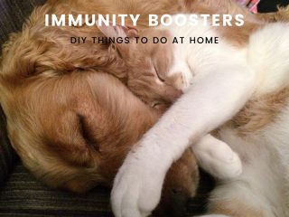 Immunity Boosters for Pets