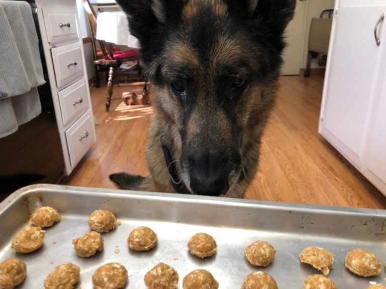 Tasty Dog Cancer Treats for Your 3Legged Hero Tripawds Nutrition