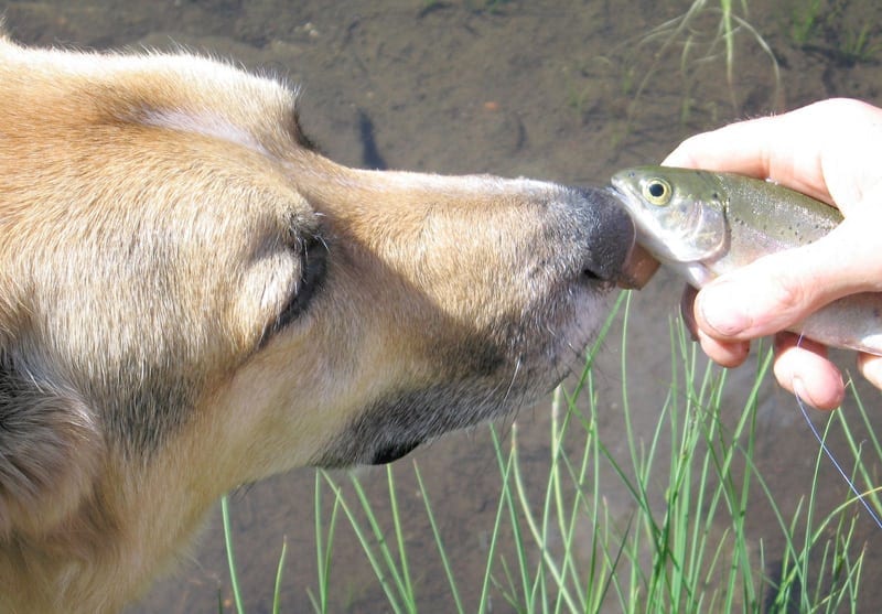 human fish oil supplements for dogs and cats