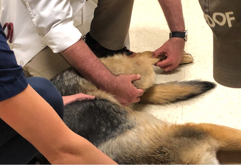 Tripawd arthritis exam