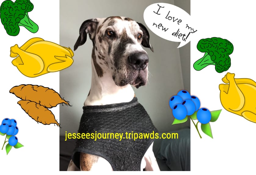 Great Dane Dog Osteosarcoma Diet Tips