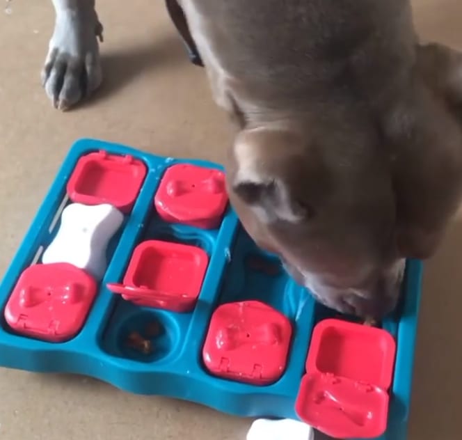 pet food dispenser puzzle