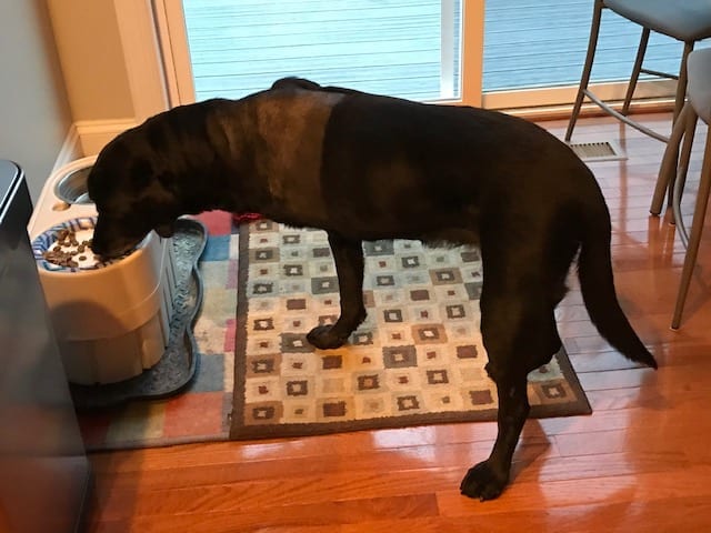 Mojo Tripawd eating from raised feeders