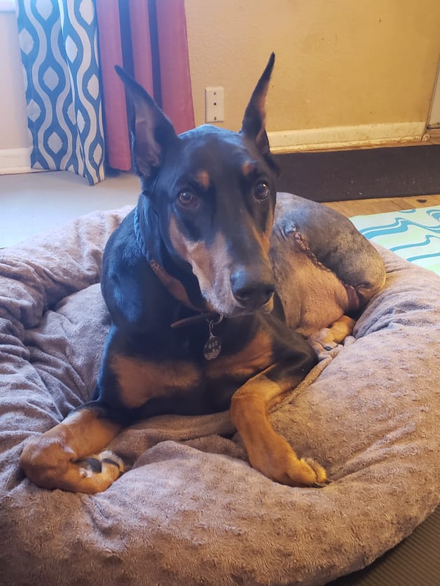 Tripawd Doberman Max