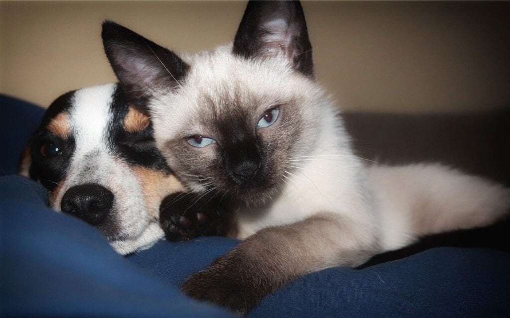 dog and cat sharing CBD 