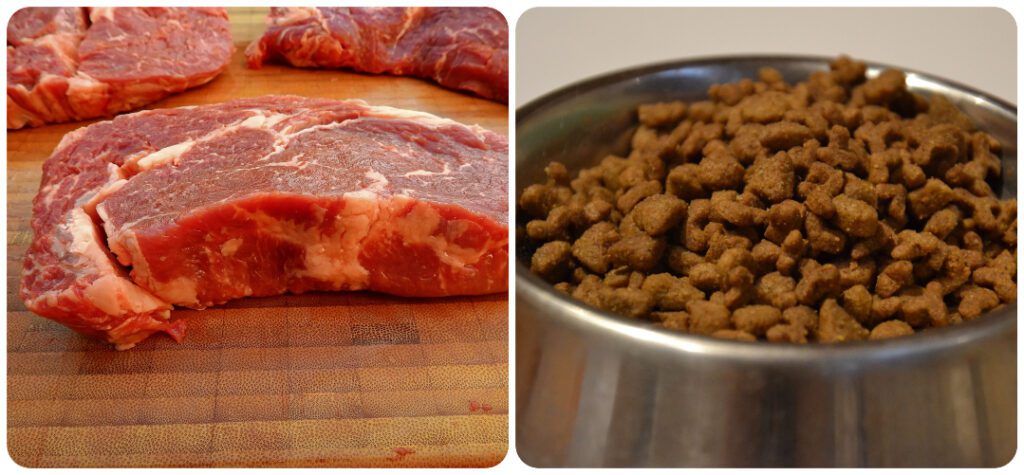 raw versus kibble food for pets